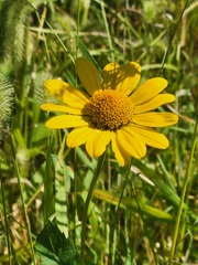 Heliopsis