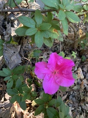 Rhododendron