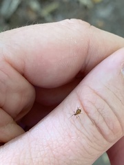 Macrosiphum euphorbiae