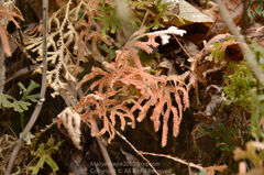 Selaginella involvens