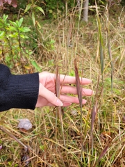 Coleataenia rigidula