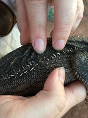 Pogona vitticeps
