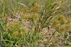 Cyperus exaltatus