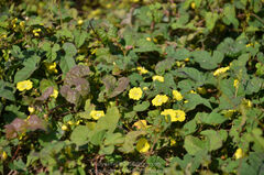 Merremia hederacea
