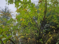 Cotoneaster bullatus