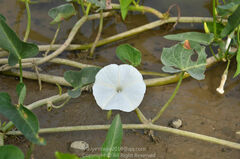 Ipomoea aquatica