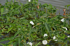 Ipomoea aquatica