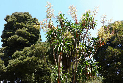 Dracaena steudneri image