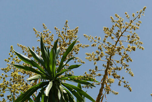 Dracaena steudneri image