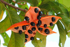 Sterculia lanceolata