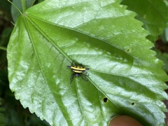 Gasteracantha fornicata