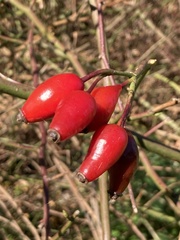 Rosa