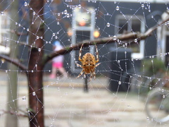 Araneus diadematus