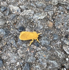Euproctis lutea