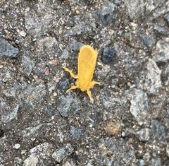 Euproctis lutea
