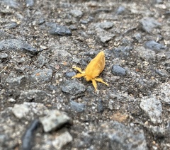 Euproctis lutea
