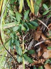 Polygaloides chamaebuxus