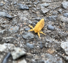 Euproctis lutea