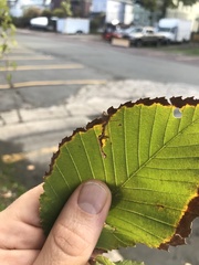 Stigmella apicialbella