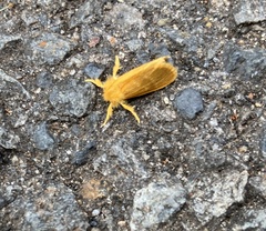 Euproctis lutea