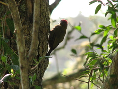 Chloropicus griseocephalus