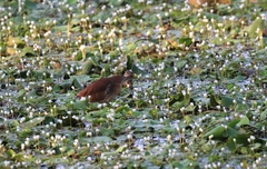 Ixobrychus cinnamomeus