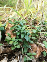 Polygaloides chamaebuxus