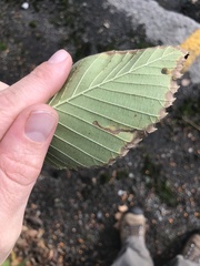 Stigmella apicialbella