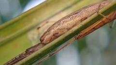 Tetragnatha