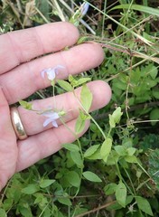 Campanula californica