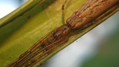 Tetragnatha
