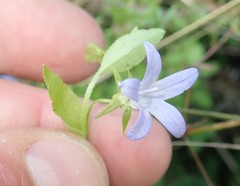 Campanula californica