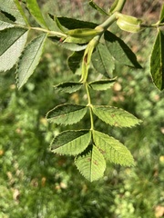 Rosa