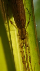 Tetragnatha