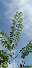 Schizolobium parahyba