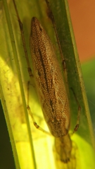 Tetragnatha