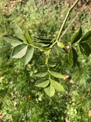 Rosa