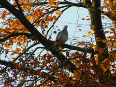 Columba palumbus
