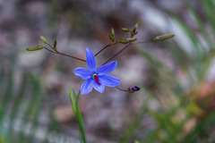 Agrostocrinum hirsutum