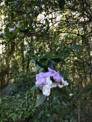 Brunfelsia