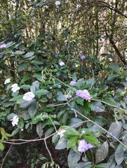 Brunfelsia