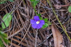 Scaevola calliptera