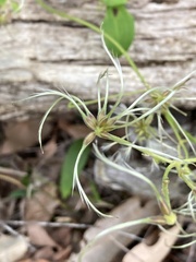 Clematis pubescens