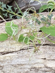 Clematis pubescens