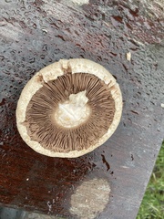 Agaricus