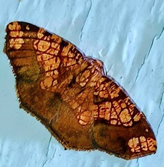 Nematocampa