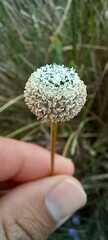Eriocaulaceae