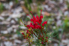 Grevillea wilsonii