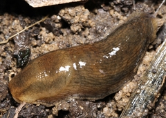 Arionidae