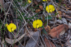 Gompholobium polymorphum